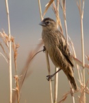 Marsh Widowbird